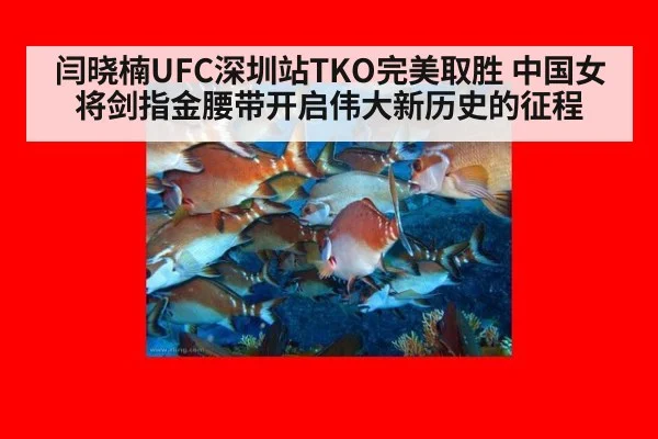 闫晓楠UFC深圳站TKO完美取胜 中国女将剑指金腰带开启伟大新历史的征程